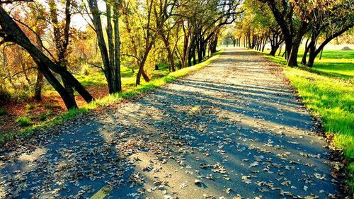 Road amidst trees in forest during autumn