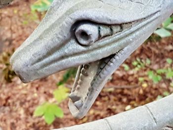 Close-up of lizard on plant