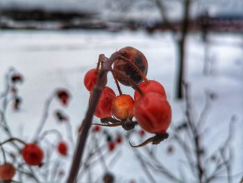 Close-up of red berries on snow