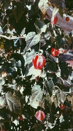 Close-up of red leaves hanging on tree