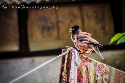 Close-up of bird perching on wood