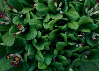 Bush with large green leaves primula acaulis in the garden on a spring, top view