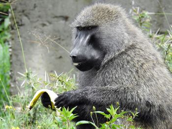 Monkey eats a banana in lake naivasha in kenya