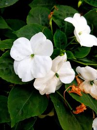Close-up of white flowers growing on plant