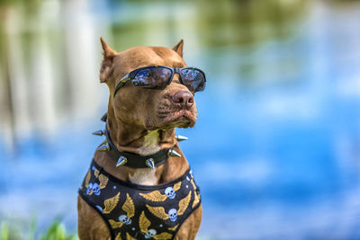 Close-up of a dog looking away