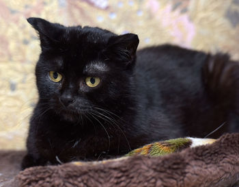 Close-up portrait of a black cat