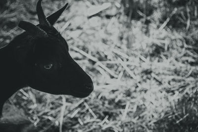 Close-up of a horse on field