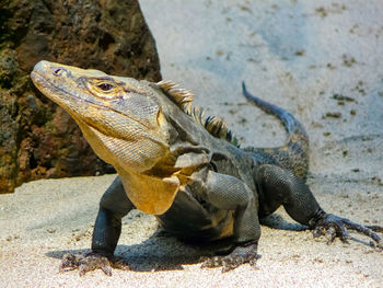 Lizard on rock