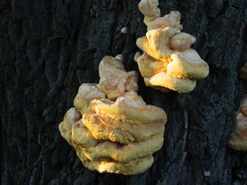 Close-up of mushrooms growing on tree trunk