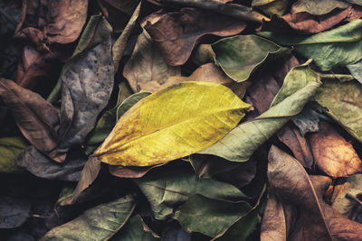 Full frame shot of dried leaves