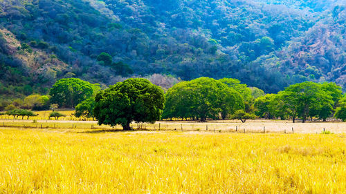 Scenic view of field against trees in forest