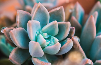 Close-up of succulent plant