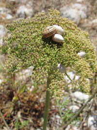 Close-up of snake on plant