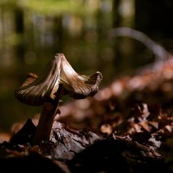 Close-up of mushroom growing on tree in forest