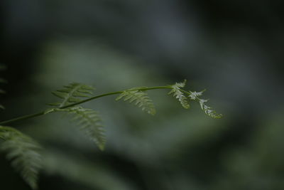 Close-up of fern leaves