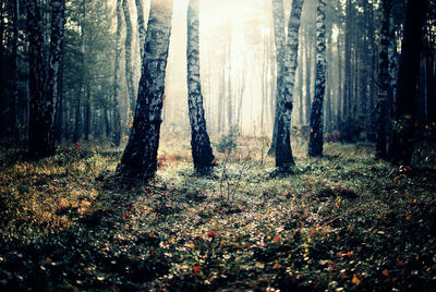 Trees in forest