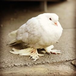 Close-up of a white pigeon perching