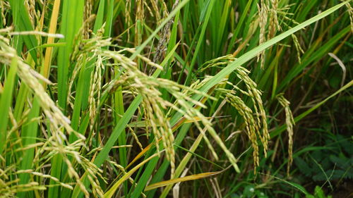 Full frame shot of corn field