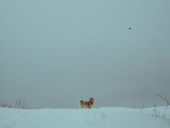 Dog standing on snow