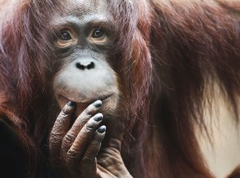Close-up of adult orangutan 