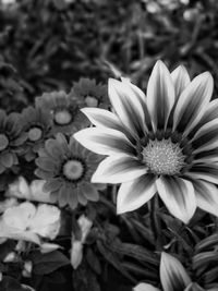 Close-up of flowers blooming outdoors