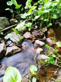 Close-up of plants growing in forest