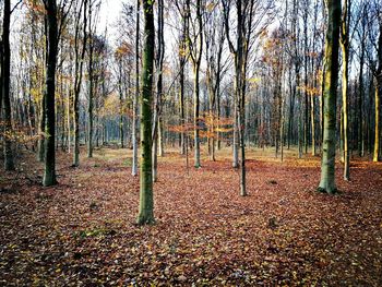 Trees in forest during autumn