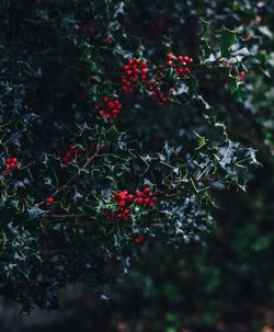 Red berries growing on tree