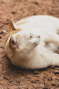 Close-up of a cat lying on a field