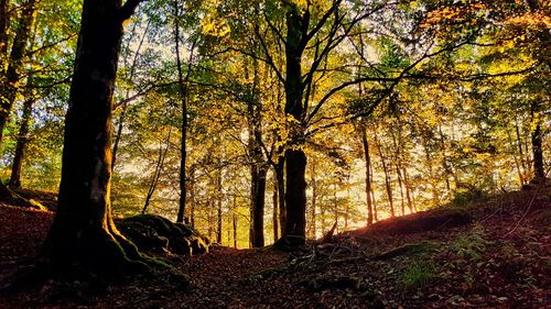 Trees in forest