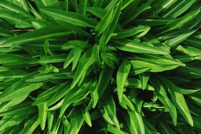 Full frame shot of plants