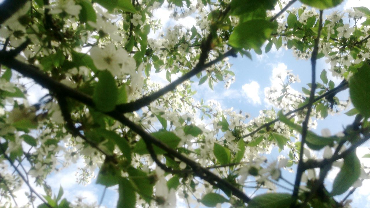 tree, flower, nature, growth, branch, beauty in nature, freshness, low angle view, fragility, blossom, apple blossom, day, springtime, white color, no people, twig, leaf, outdoors, backgrounds, close-up, sky, flower head