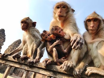 Monkeys sitting against sky