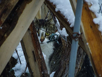 Close-up of bird perching on snow