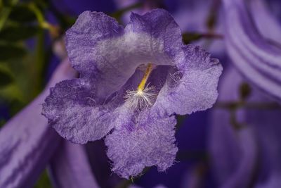 Close-up of purple flowering plant