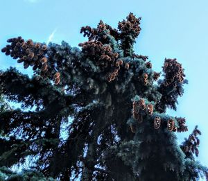 Low angle view of tree against sky