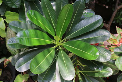 High angle view of green leaves