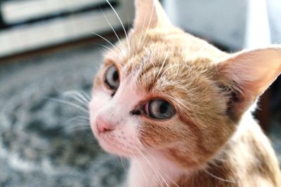 Close-up portrait of kitten