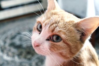 Close-up portrait of kitten