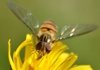 Macro shot of bee pollinating on yellow flower