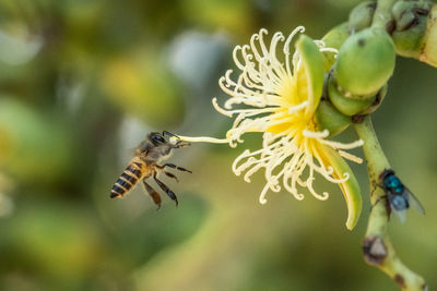 Close-up of bee pollinating on flower