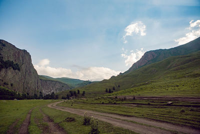 Summer road in the mountains with walking cows in the caucasus