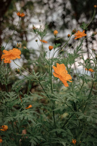 Close-up of orange flowering plants