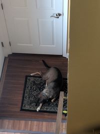 High angle view of cat looking away at home