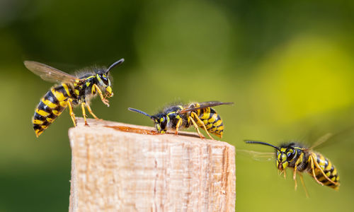 Several wasps have flown to a food source. concept close-ups of insects.