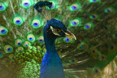 Close-up of peacock