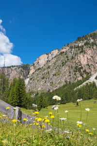 Scenic view of grassy field against blue sky