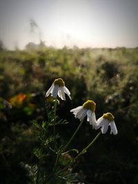 Close-up of white flower on field