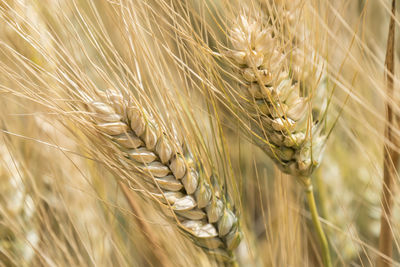 Close-up of wheat growing on field