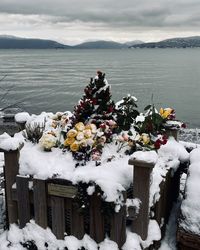 Snow covered plants by sea against sky